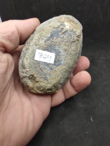 Nodule Pyrite 359 Gr France